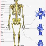 Biologie 5 Klasse Gymnasium Skelett Arbeitsblätter