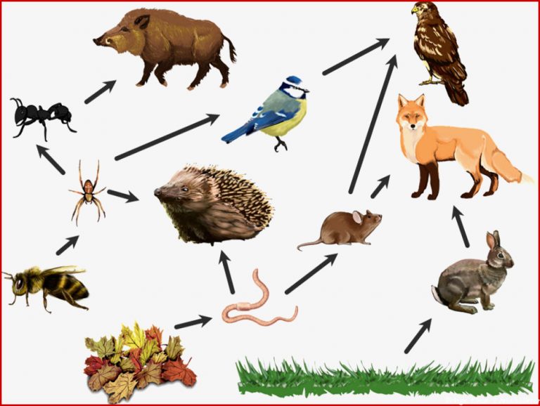 Biologie 7 Klasse online lernen mit Videos & Übungen