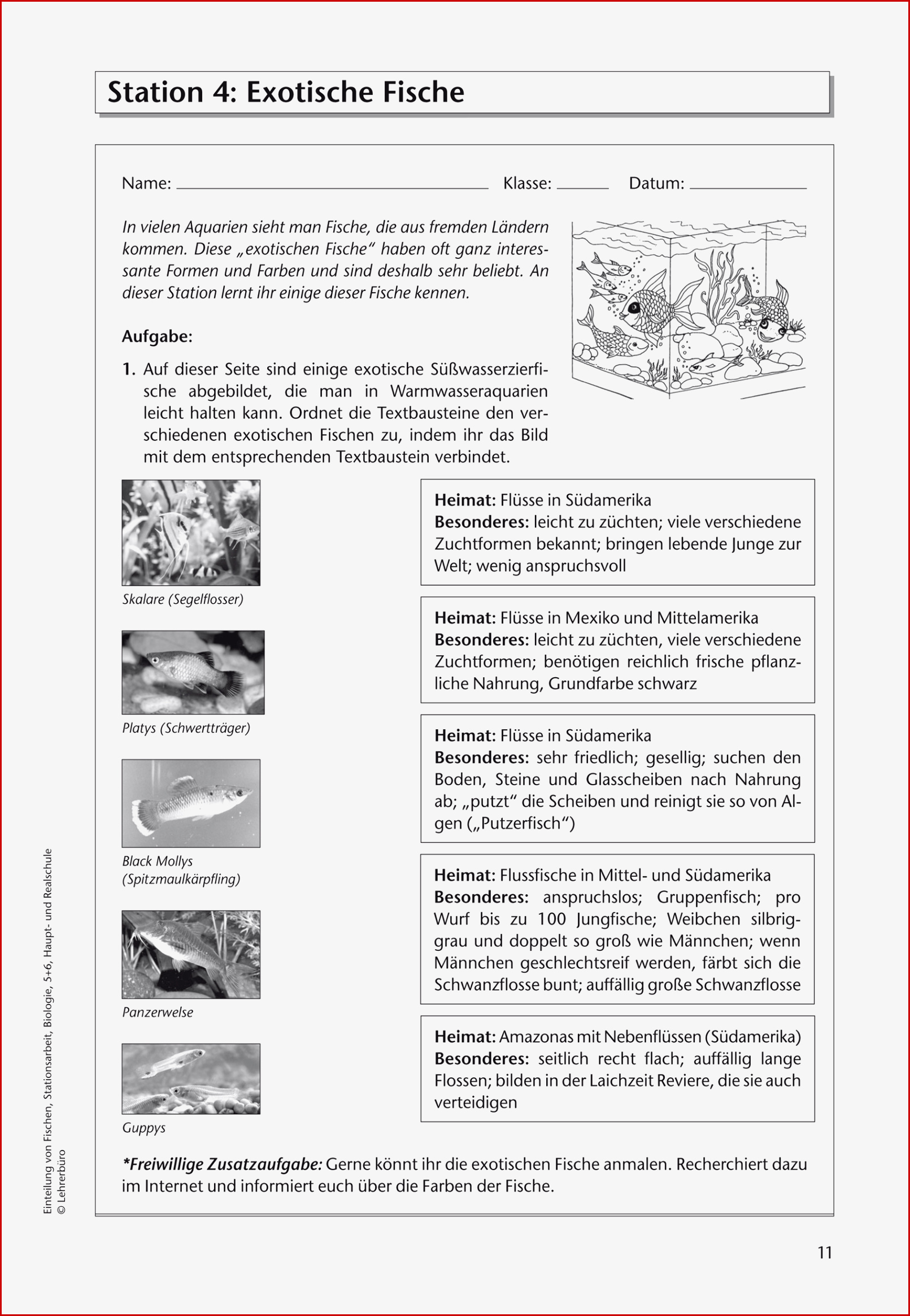 Biologie · Arbeitsblätter · Haupt & Realschule · Lehrerbüro