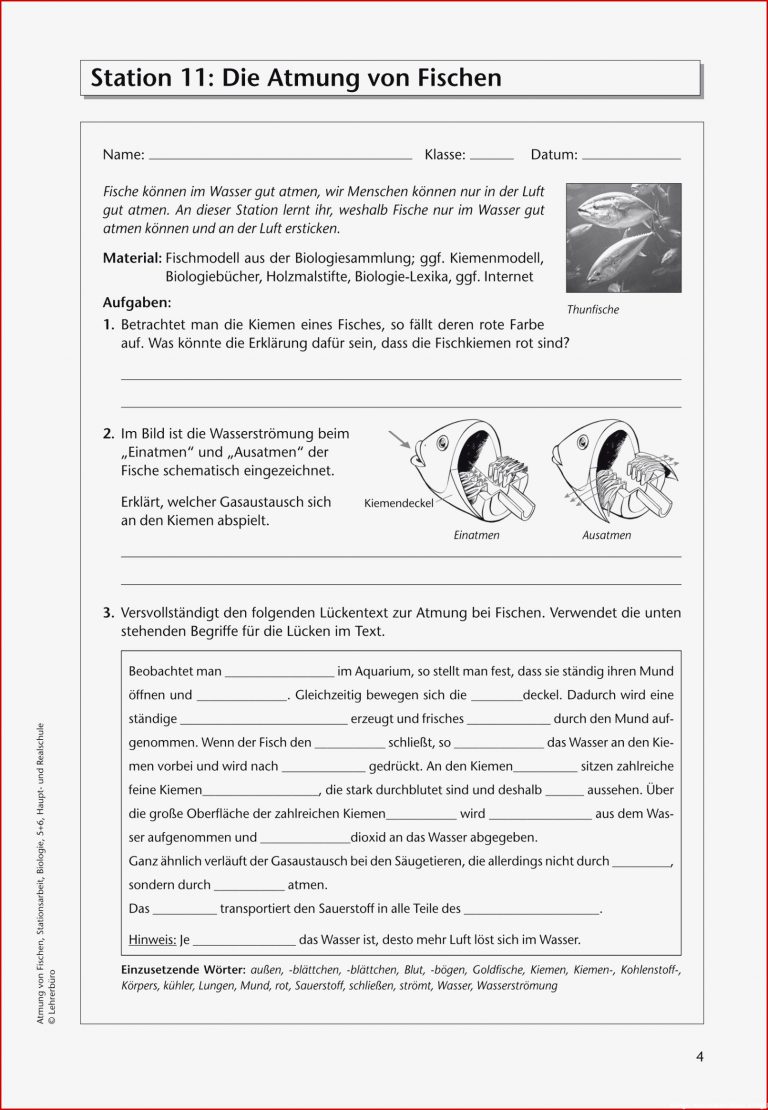 Biologie · Arbeitsblätter · Haupt & Realschule · Lehrerbüro