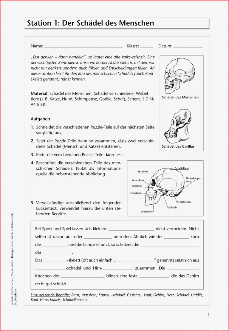 Biologie · Arbeitsblätter · Haupt & Realschule · Lehrerbüro