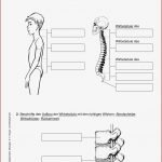 Biologie Arbeitsblätter Klasse 5 Gelenke Worksheets