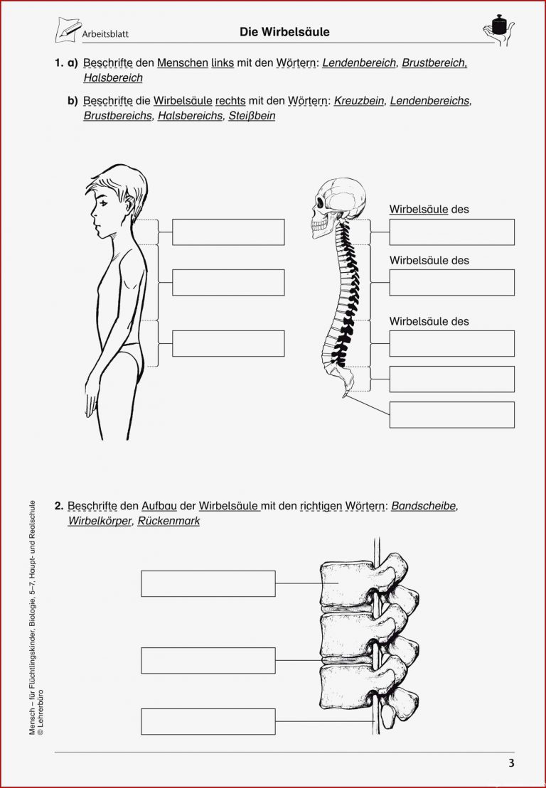 Biologie Arbeitsblätter Klasse 5 Gelenke Worksheets