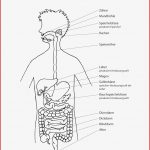 Biologie · Arbeitsblätter · Sekundarstufe I · Lehrerbüro