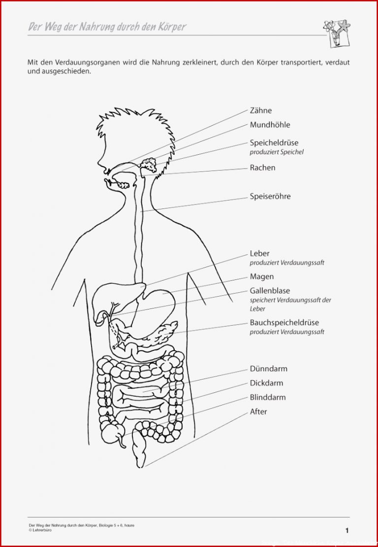 Biologie · Arbeitsblätter · Sekundarstufe I · Lehrerbüro