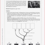 Biologie · Arbeitsblätter · Sekundarstufe I · Lehrerbüro