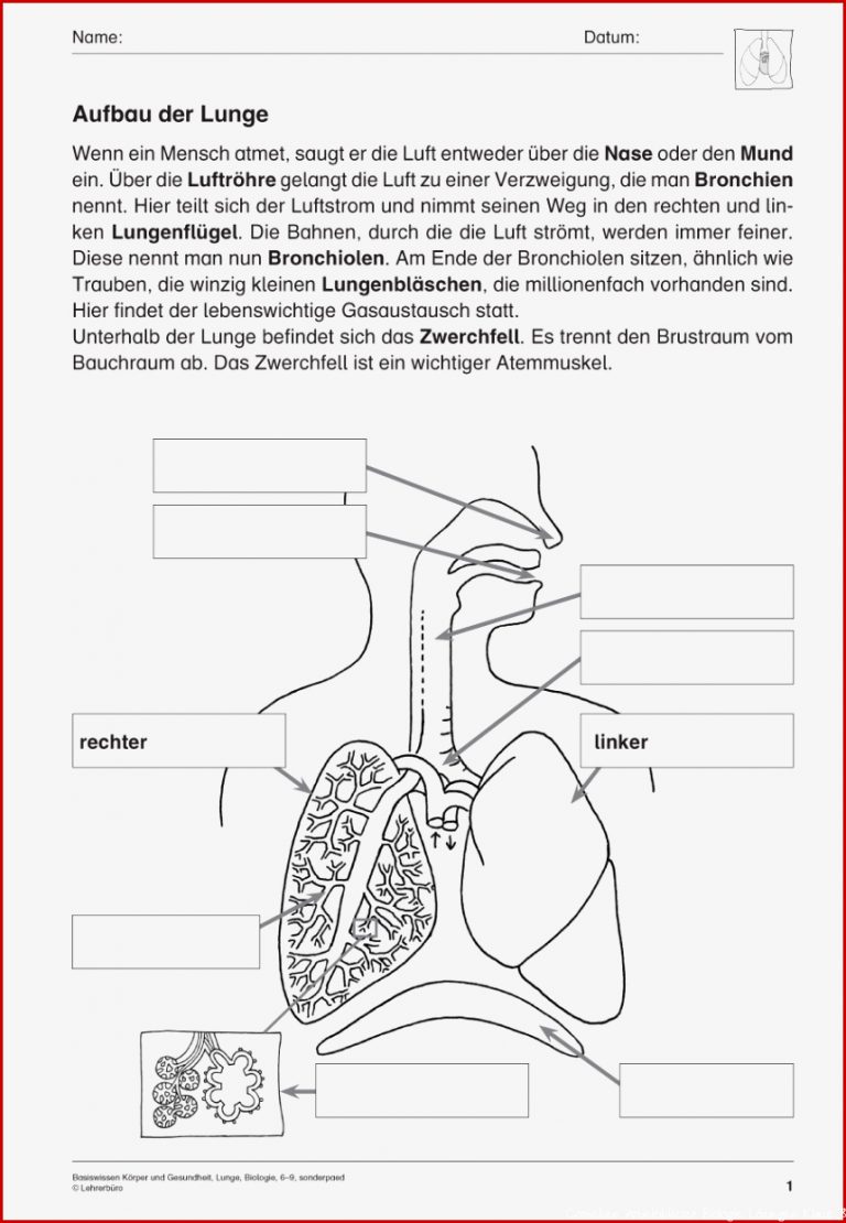 Biologie · Arbeitsblätter · Sonderpädagogik · Lehrerbüro