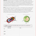 Biologie Auge Arbeitsblätter Worksheets