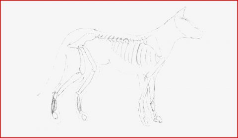 Biologie Der Hund Infos Und Lineübungen Für Schüler