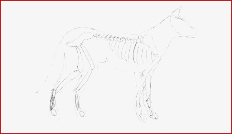 Biologie Der Hund Infos und lineübungen für Schüler