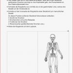 Biologie Der Menschliche Körper Arbeitsblätter