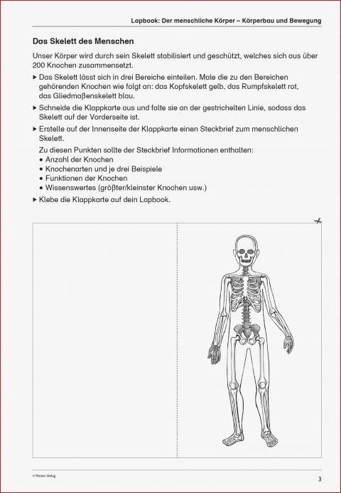 Biologie Der Menschliche Körper Arbeitsblätter