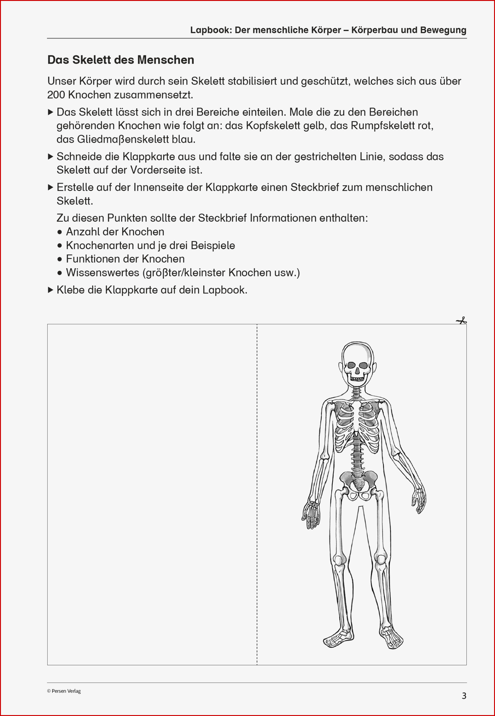 Biologie Der Menschliche Körper Arbeitsblätter