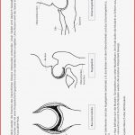 Biologie Der Menschliche Körper Arbeitsblätter