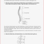 Biologie Der Menschliche Körper Arbeitsblätter