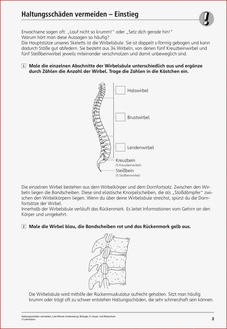 Biologie Der Menschliche Körper Arbeitsblätter