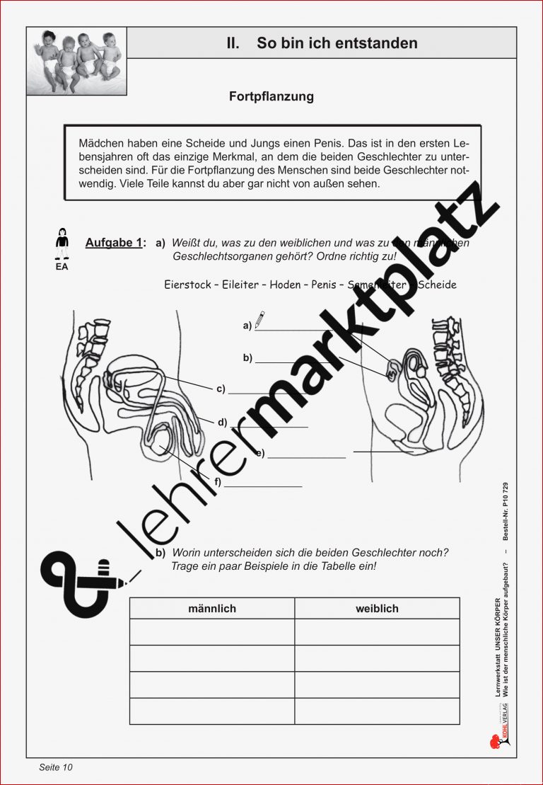 Biologie Der Menschliche Körper Arbeitsblätter