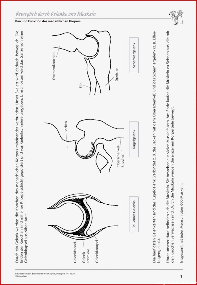 Biologie Der Menschliche Körper Arbeitsblätter