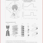 Biologie Der Zellzyklus Puter Chromosomen