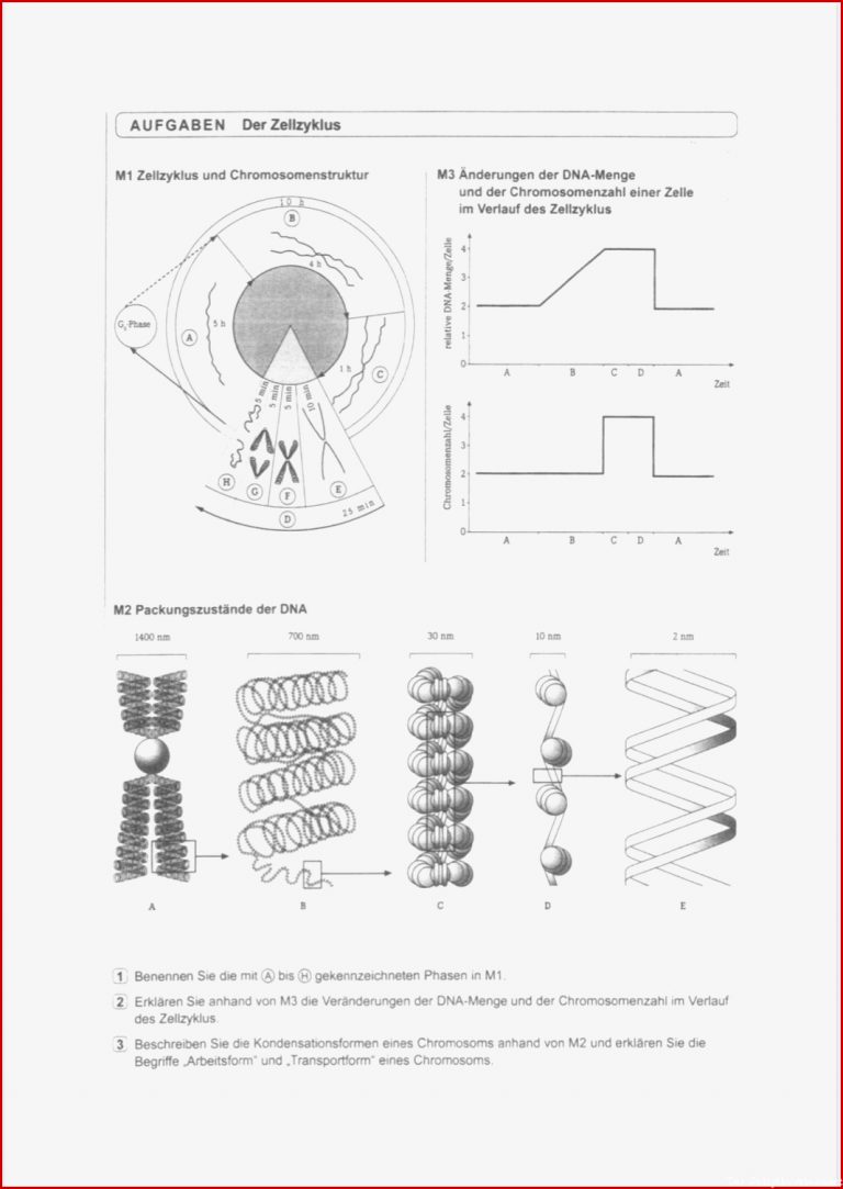 Biologie Der Zellzyklus Puter Chromosomen