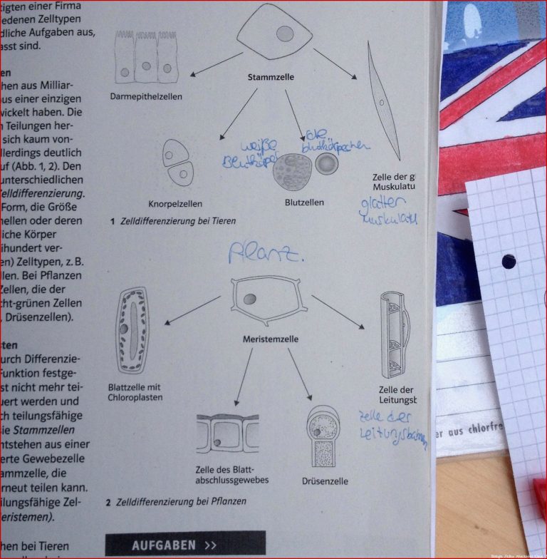 Biologie Differenzierung von Zellen etc Aufgabe