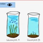 Biologie Fotosynthese Arbeitsblatt Stephen Scheidt Schule