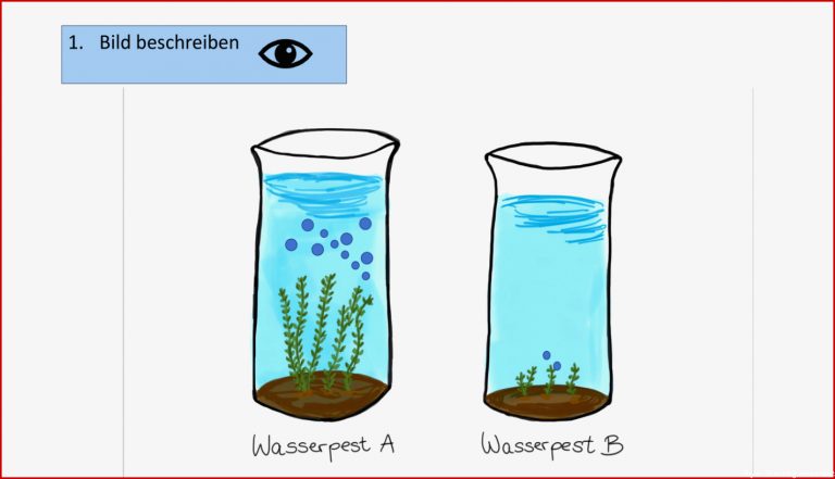 Biologie Fotosynthese Arbeitsblatt Stephen Scheidt Schule