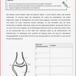 Biologie Gelenke Arbeitsblätter Worksheets