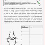 Biologie Gelenke Arbeitsblätter Worksheets