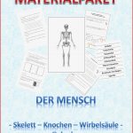 Biologie Gelenke Arbeitsblätter Worksheets