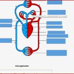 Biologie Herz Kreislauf übungen Captions Pages