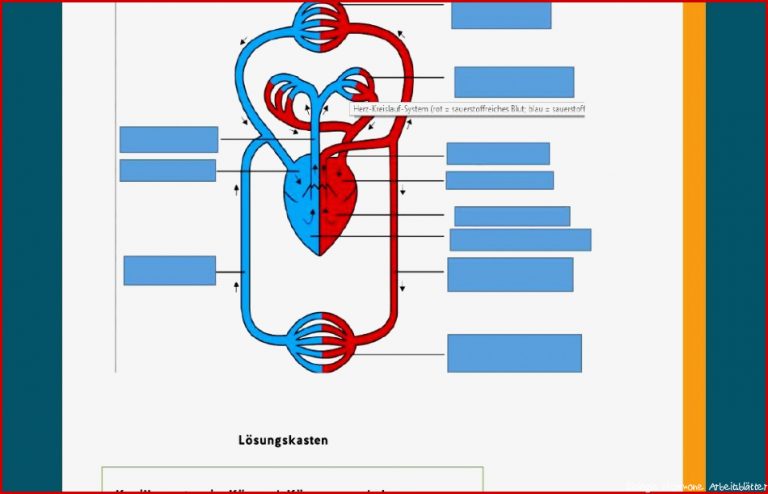 Biologie Herz Kreislauf übungen Captions Pages