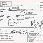 Biologie Klasse 5 Biologie Arbeitsblätter Zum Ausdrucken