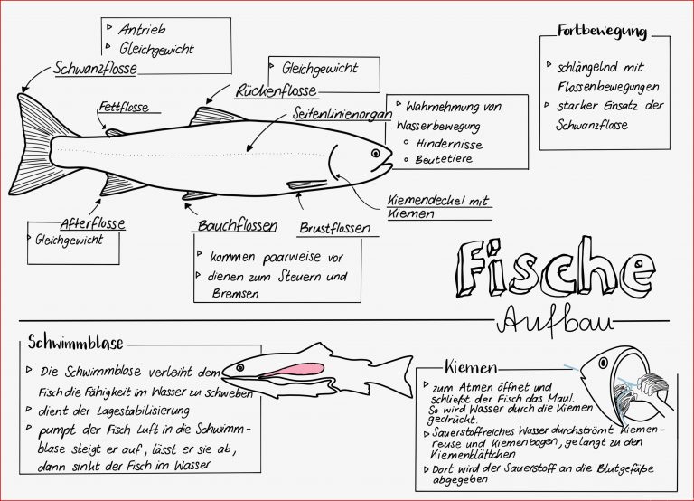 Biologie Klasse 5 Biologie Arbeitsblätter Zum Ausdrucken