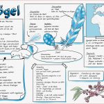 Biologie Klasse 5 Vögel Arbeitsblätter Worksheets