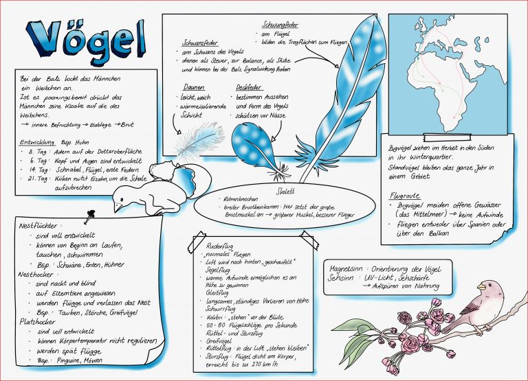 Biologie Klasse 5 Vögel Arbeitsblätter Worksheets