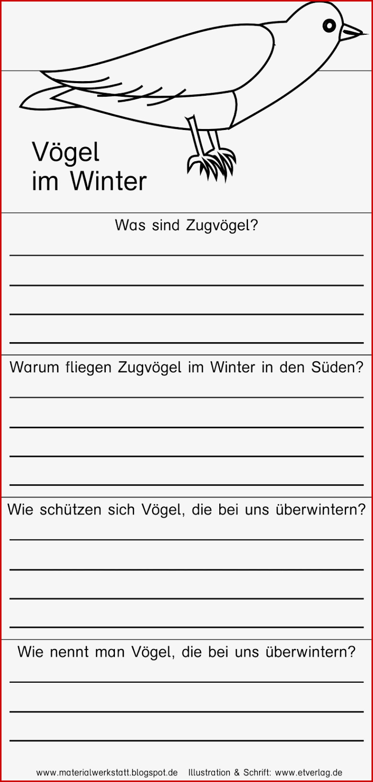 Biologie Klasse 5 Vögel Arbeitsblätter Worksheets