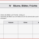 Biologie Klasse 6 Pflanzen Arbeitsblätter Kostenlos