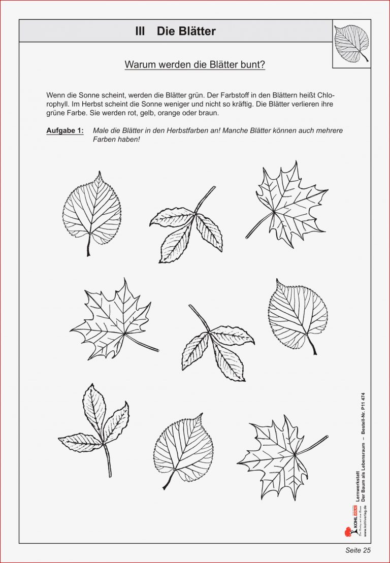 Biologie Klasse 6 Pflanzen Arbeitsblätter Kostenlos
