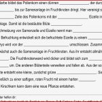 Biologie Klasse 6 Pflanzen Arbeitsblätter Worksheets