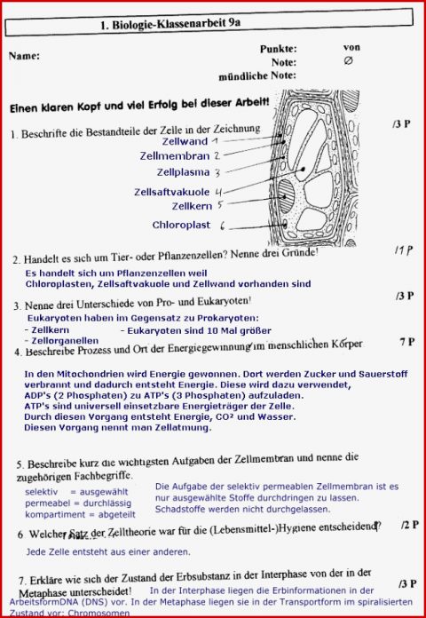 Biologie Klassenarbeit Zu Ernährung Und Zellen