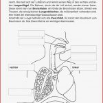 Biologie Lehrerbüro Schulideen