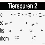 Biologie Lernplakate Wissensposter Tierspuren