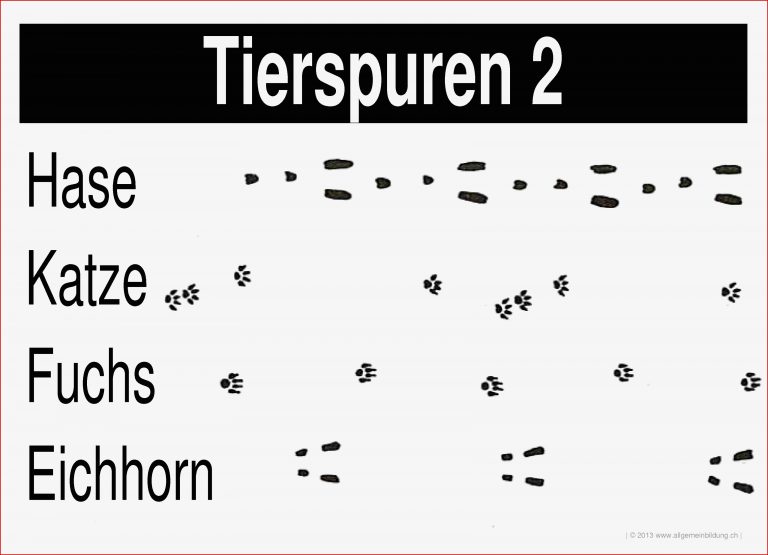 Biologie LernPlakate Wissensposter Tierspuren