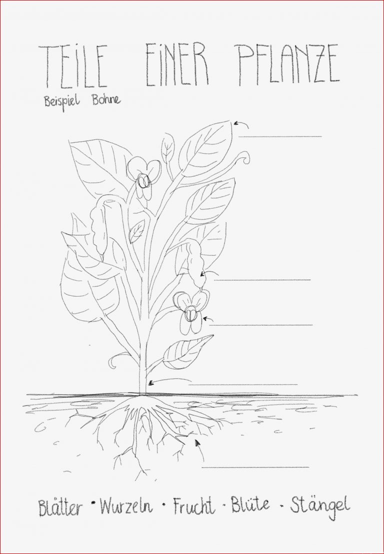 Biologie Pflanzen Arbeitsblätter Worksheets