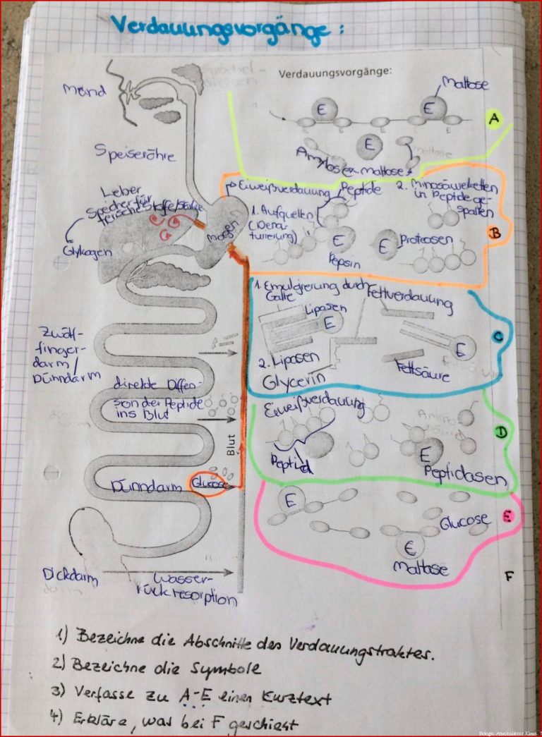 Biologie Verdauungsvorgänge...? (Schule, Verdauung)