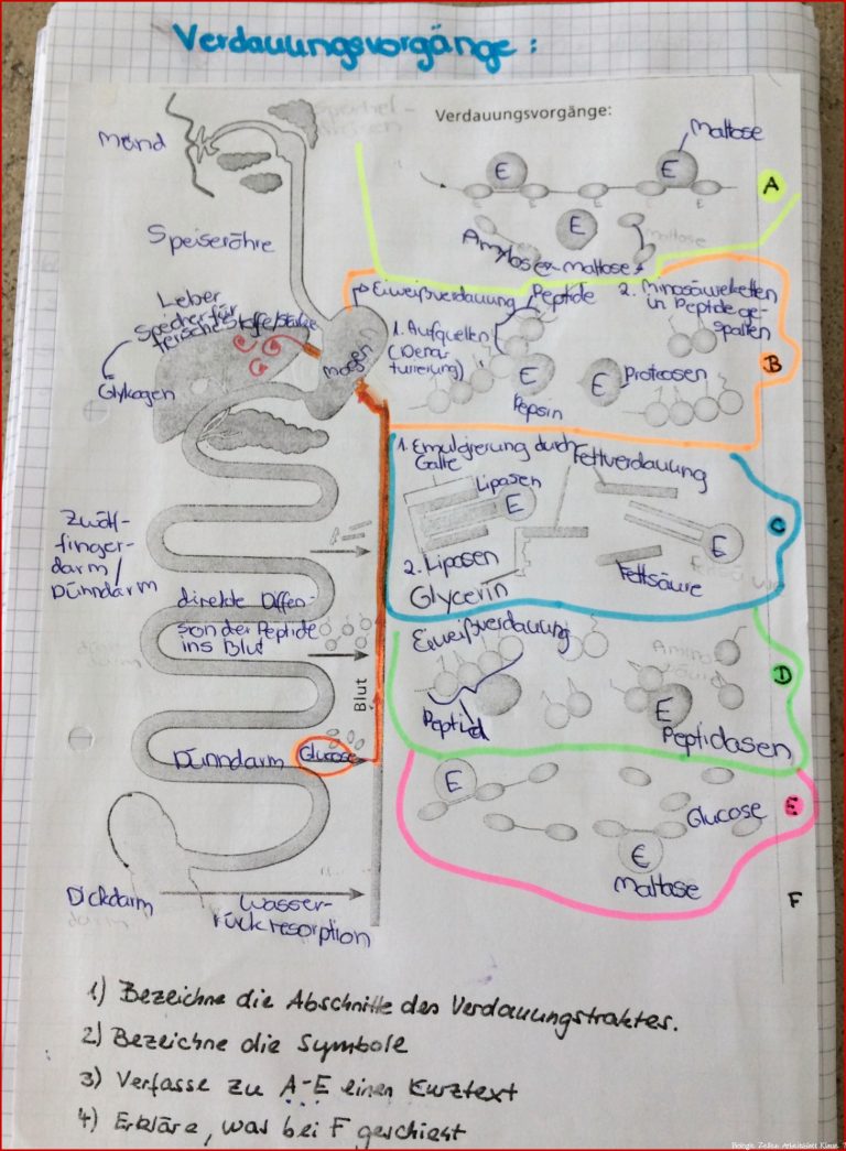 Biologie Verdauungsvorgänge Schule Verdauung