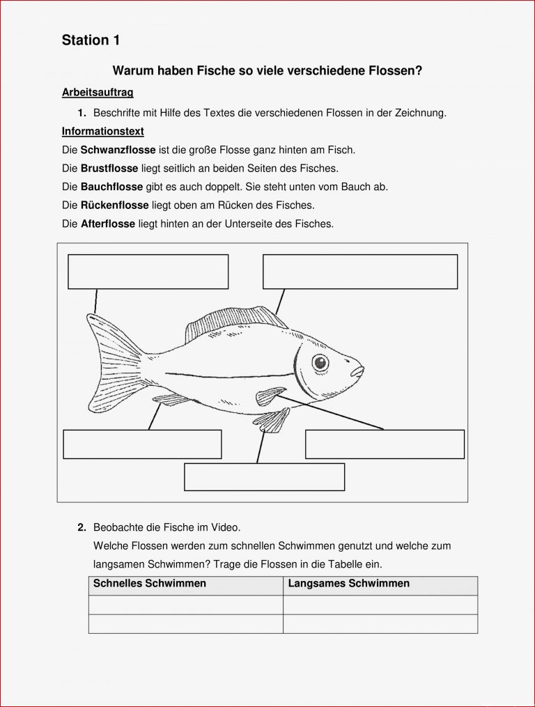 Biologie Wirbeltiere Arbeitsblätter Ideen Arbeitsblätter