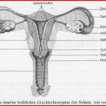 Biologieschulung 18 26 2 2007 Der Weibliche Zyklus