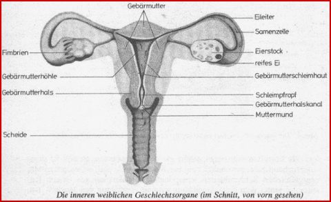 Biologieschulung 18 26 2 2007 Der Weibliche Zyklus
